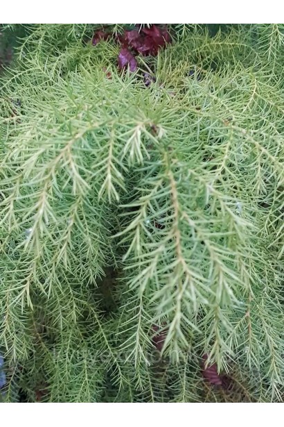 Cryptomeria ’Elegans Viridis’  
